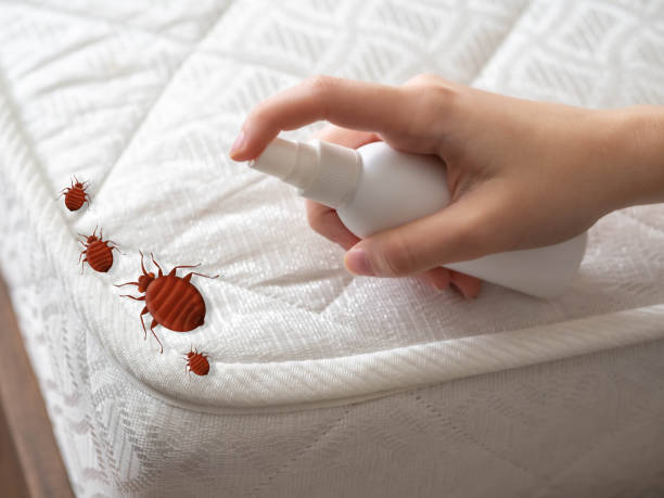 Trusted Ecorse, MI Pest Control Experts