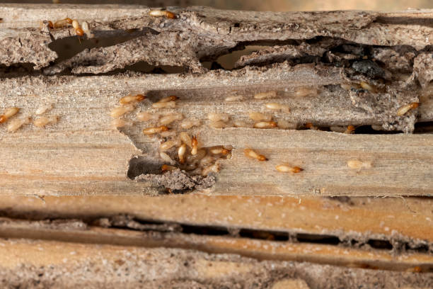 Best Bed Bug Extermination  in Ecorse, MI
